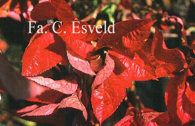 Hydrangea macrophylla 'Merveille Sanguine'