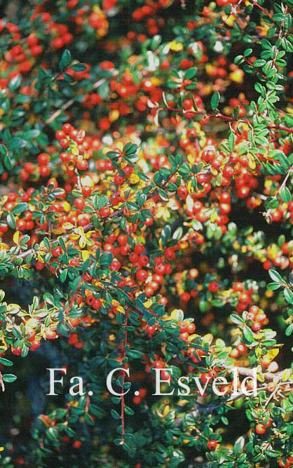 Cotoneaster suecicus 'Coral Beauty'