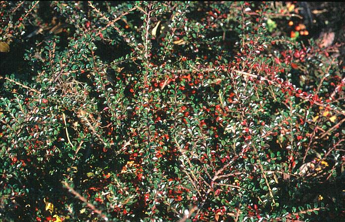 Cotoneaster horizontalis 'Horizon'