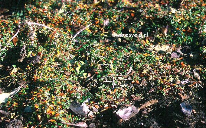 Cotoneaster dammeri