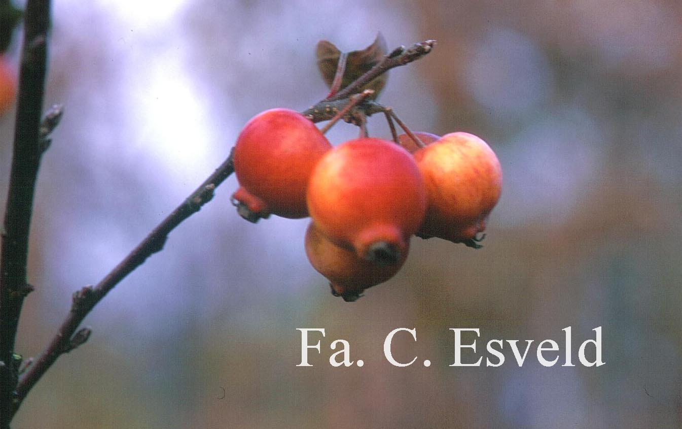 Malus 'Evereste' (PERPETU)