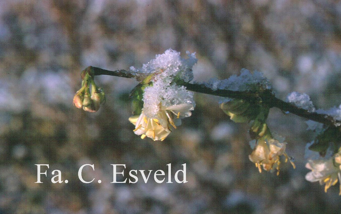 Lonicera fragrantissima