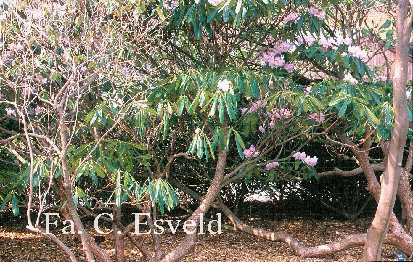 Rhododendron calophytum