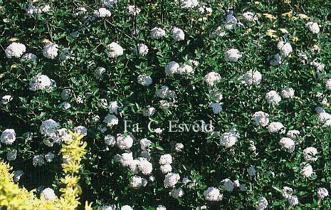 Viburnum burkwoodii 'Anika'