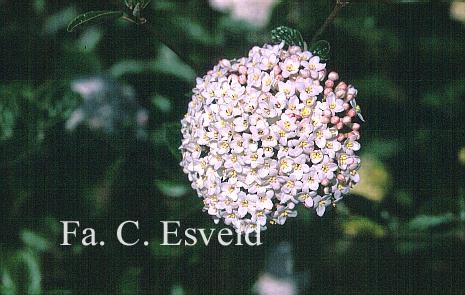 Viburnum burkwoodii 'Anika'