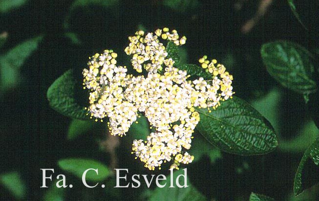 Viburnum lantana 'Mohican'