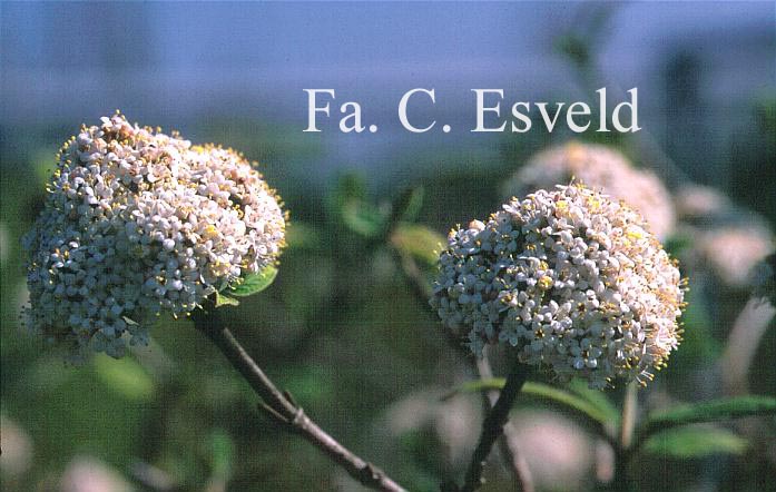Viburnum buddleifolium