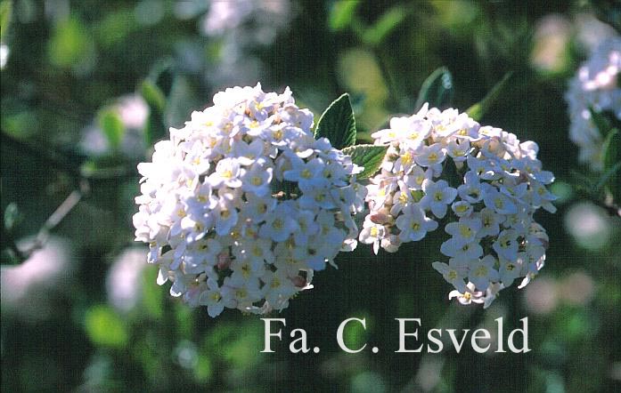 Viburnum burkwoodii