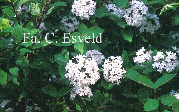 Viburnum carlesii 'Juddii'