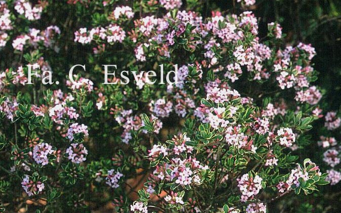 Daphne burkwoodii 'Astrid'