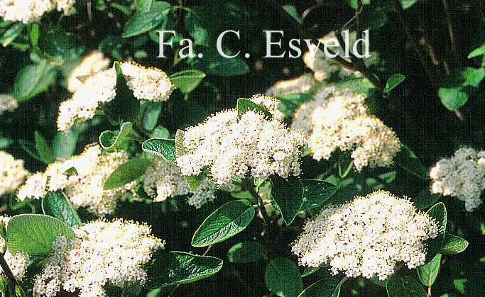 Viburnum lantana 'Candy'