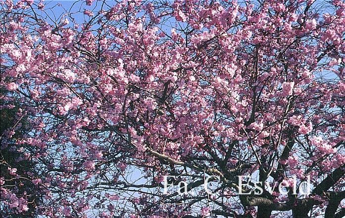 Prunus 'Accolade'