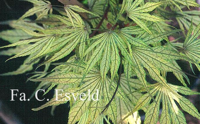 Acer palmatum 'Julia D.'