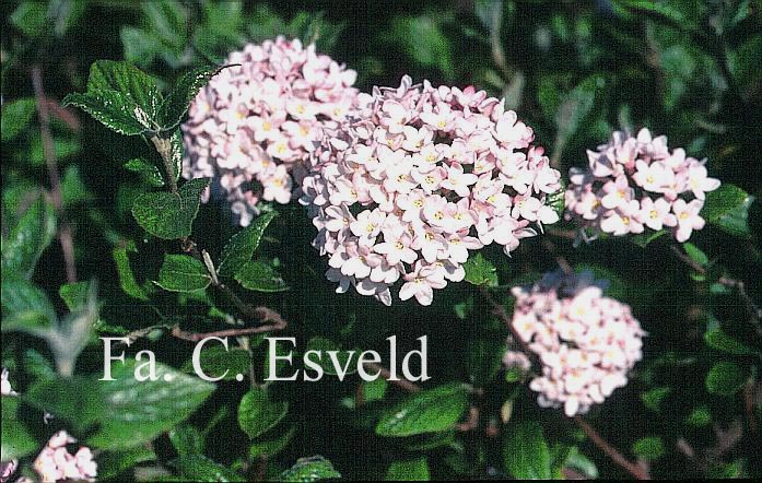 Viburnum burkwoodii 'Mohawk'