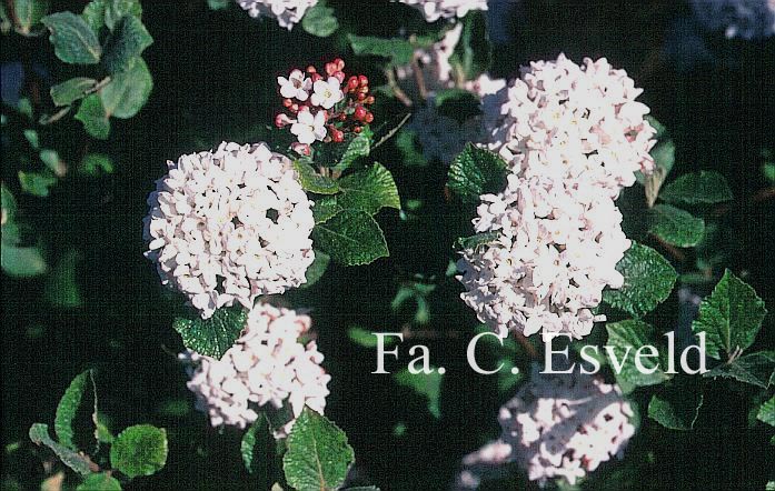 Viburnum carlesii 'Marlou'