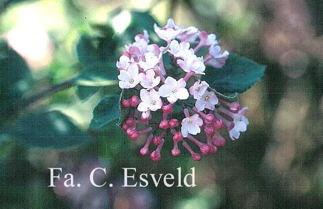 Viburnum carlesii 'Juddii'