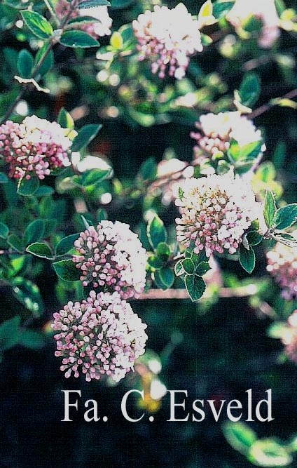 Viburnum burkwoodii 'Compact Beauty'
