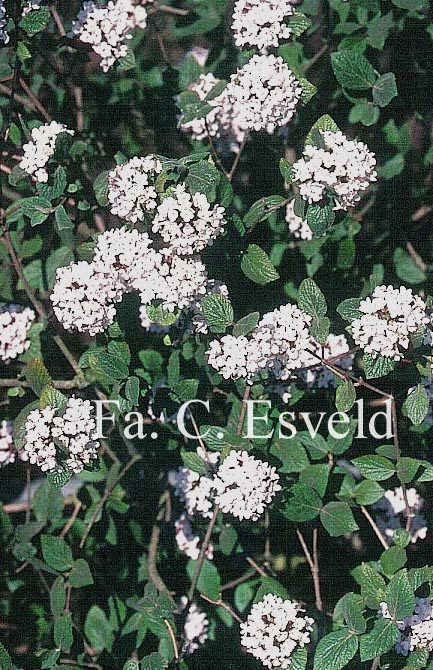 Viburnum carlesii 'Charis'