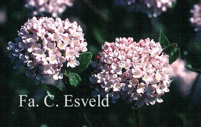 Viburnum burkwoodii 'Mohawk'