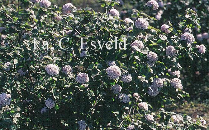 Viburnum carlesii 'Diana'