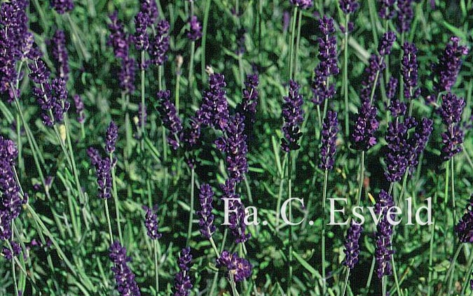 Lavandula angustifolia 'Hidcote'