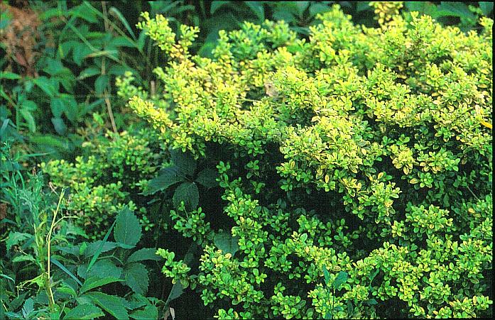 Ilex crenata 'Golden Gem'