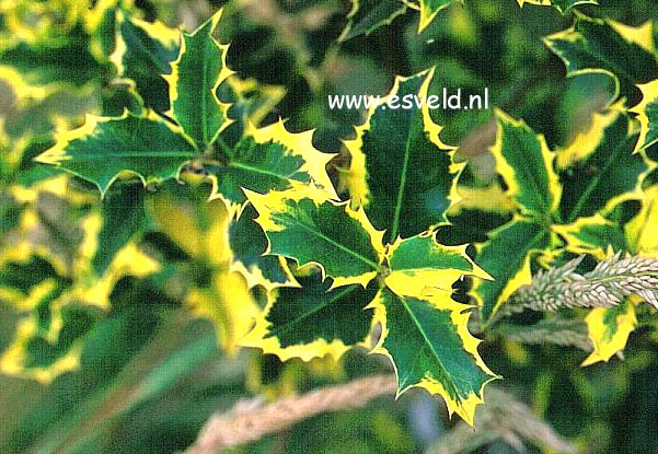 Ilex aquifolium 'Victoria'