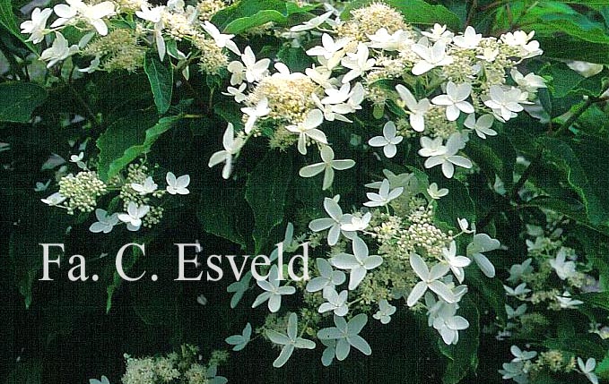 Hydrangea paniculata 'Praecox'