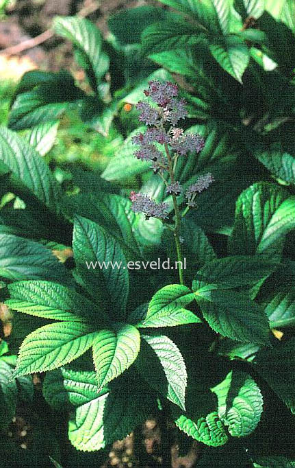 Rodgersia pinnata 'Maurice Mason'
