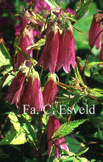 Campanula 'Elizabeth'