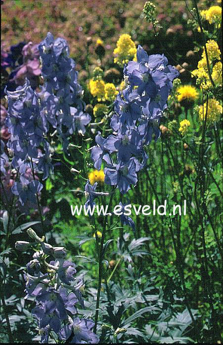 Delphinium 'Berghimmel'