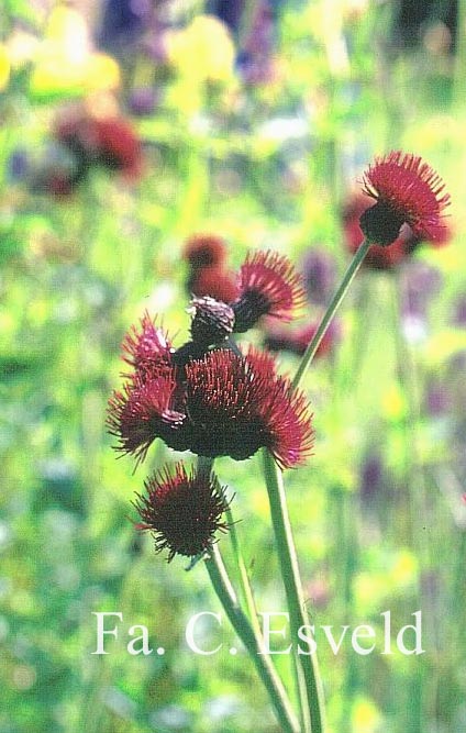 Cirsium rivulare 'Atropurpureum'