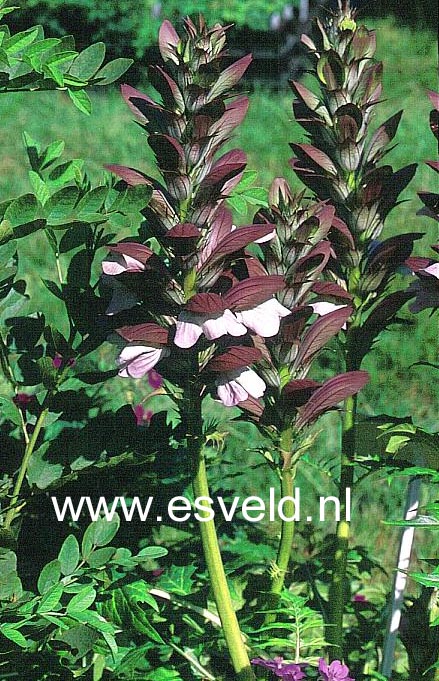 Acanthus 'Morning Candle'