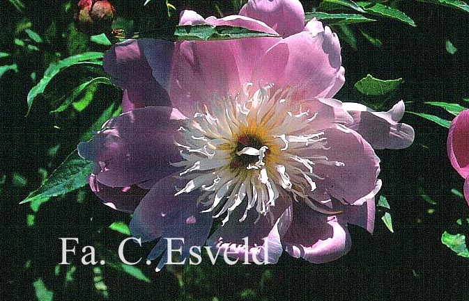 Paeonia 'Bowl of Beauty'
