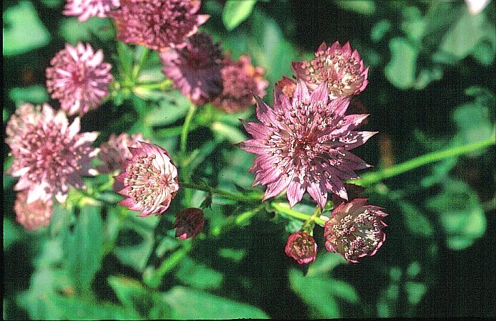 Astrantia major 'Roma'