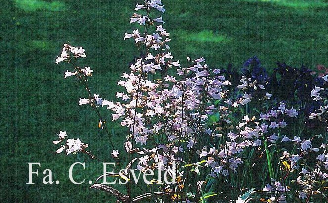 Penstemon digitalis 'Husker Red'