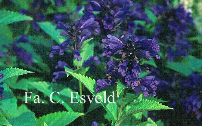 Nepeta subsessilis