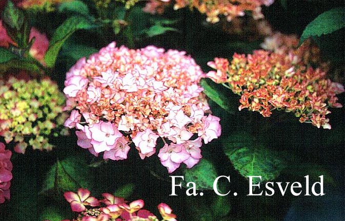 Hydrangea macrophylla 'Sabrina'