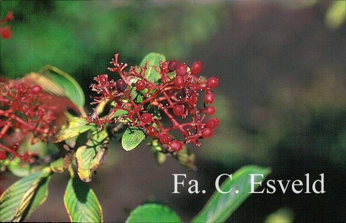 Viburnum sieboldii 'Seneca'