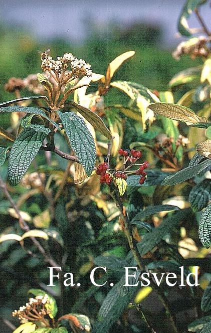 Viburnum rhytidophyllum 'Variegatum'