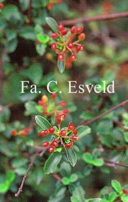 Viburnum parvifolium