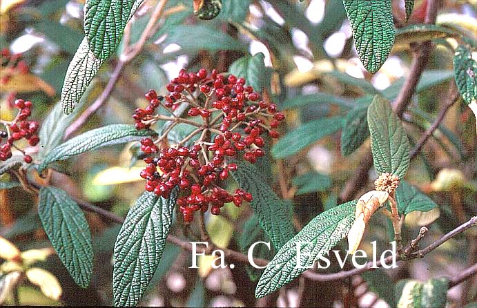 Viburnum rhytidophyllum 'Variegatum'