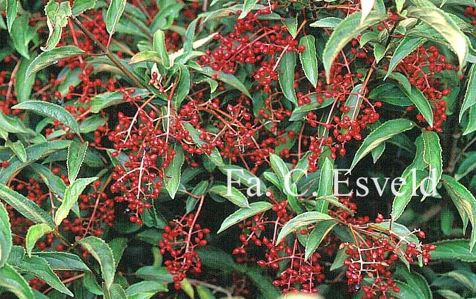 Viburnum hillieri 'Winton'