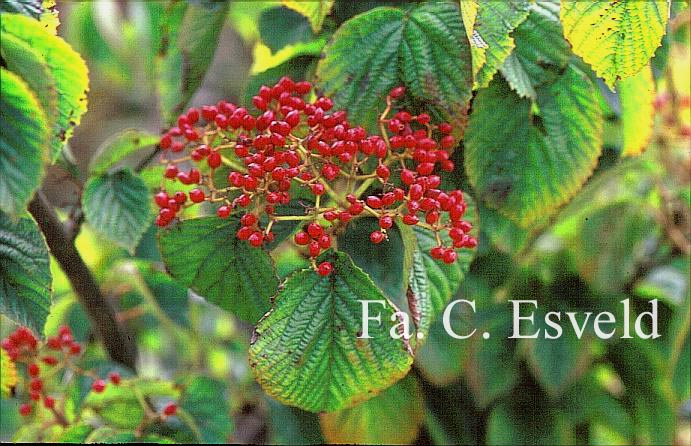 Viburnum wrightii