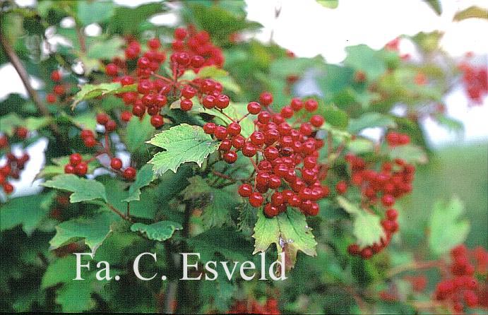 Viburnum opulus