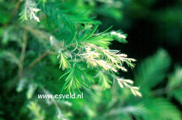 Metasequoia glyptostroboides 'White Spot'