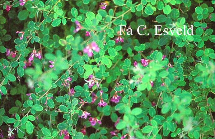 Lespedeza bicolor 'Yakushima'
