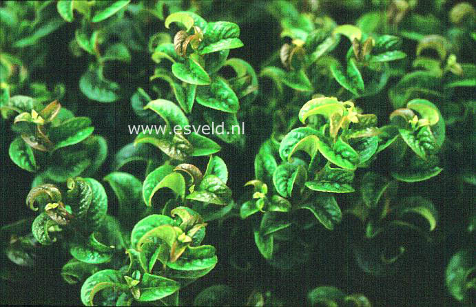 Leucothoe axillaris 'Curly Red'