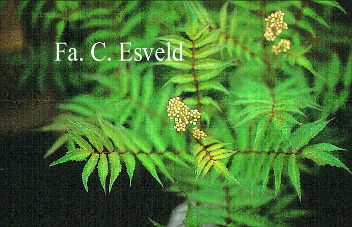 Sorbaria sorbifolia 'Sem'