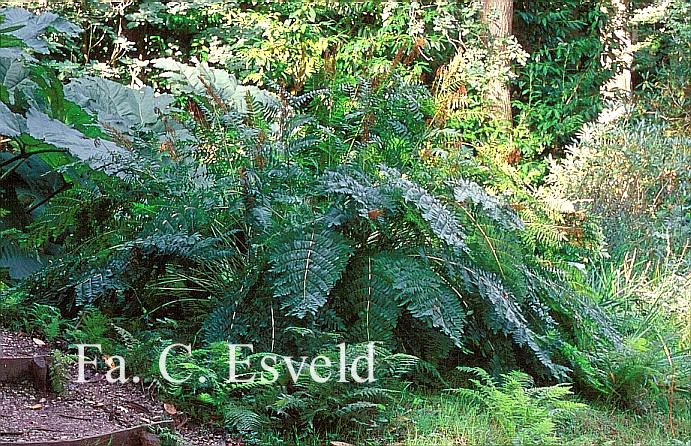 Osmunda regalis